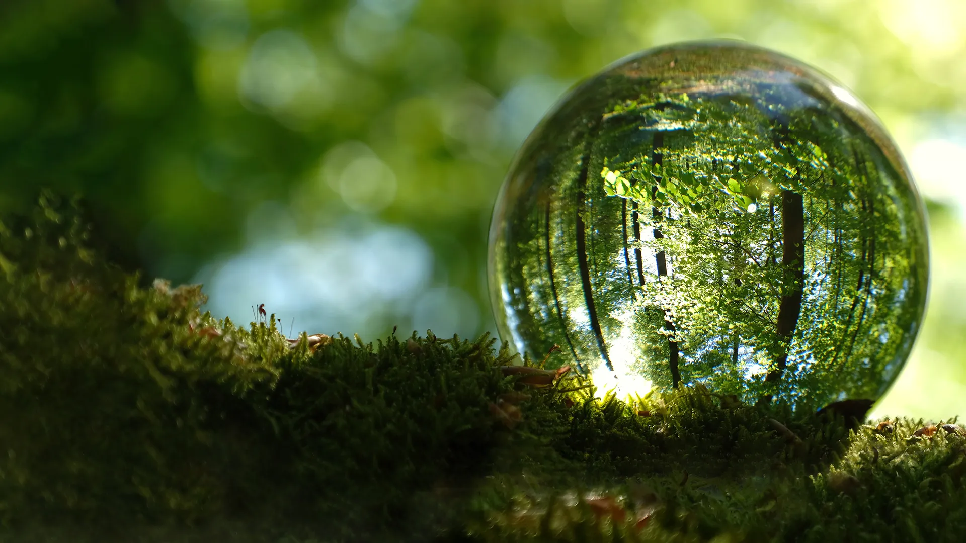 a glass ball on moss