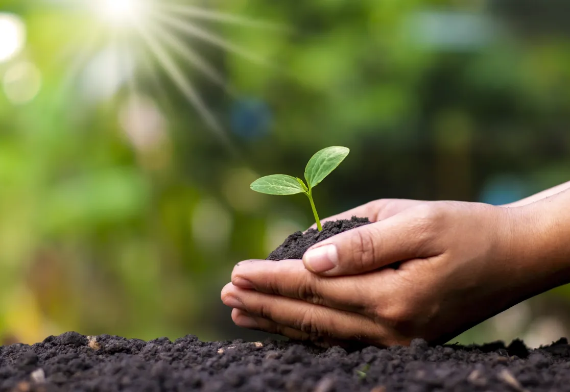 a person holding a small plant in dirt
