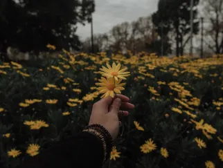 a hand holding a yellow flower