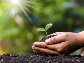 a person holding a small plant in dirt a person holding a small plant in dirt