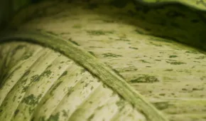 a close up of a leaf